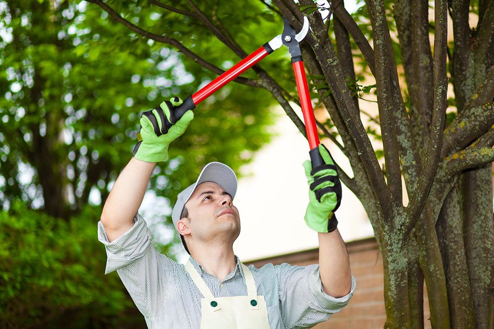 Arborclimb Tree Removal Sunshine Coast
