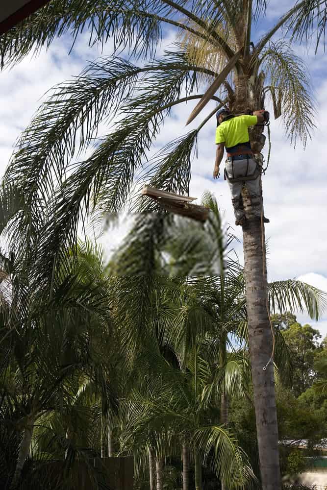 banyule council tree removal
