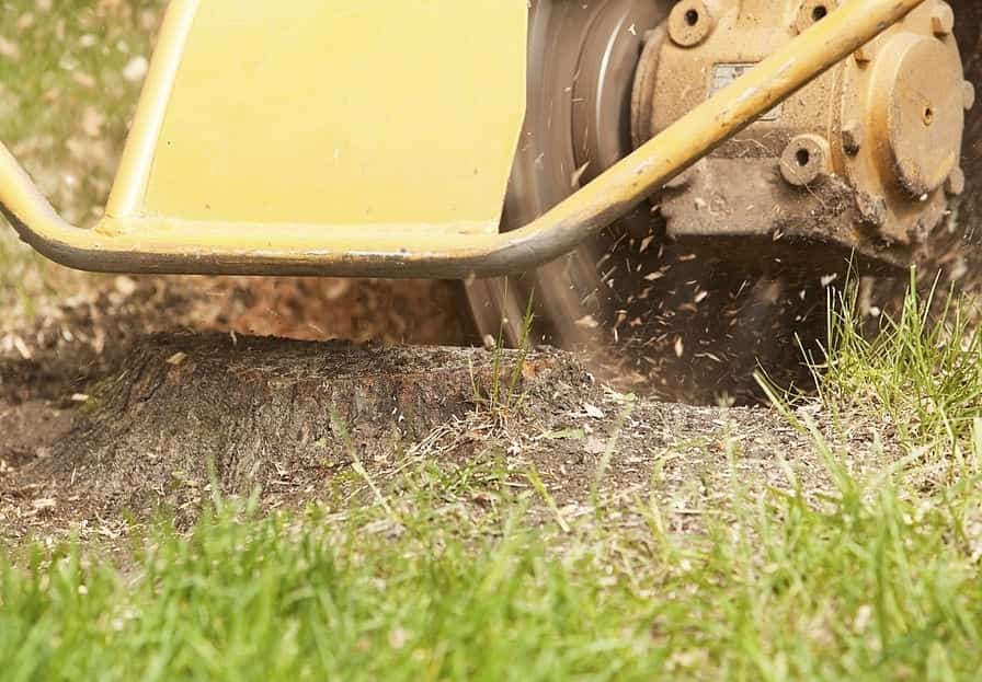 tree removal camberwell