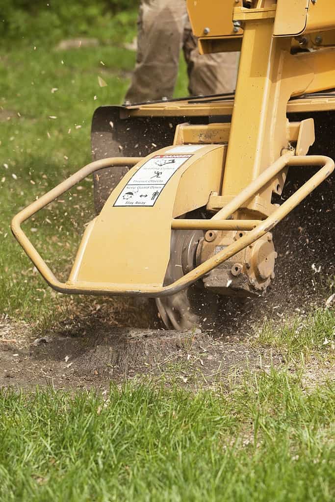 tree removal regulations nsw