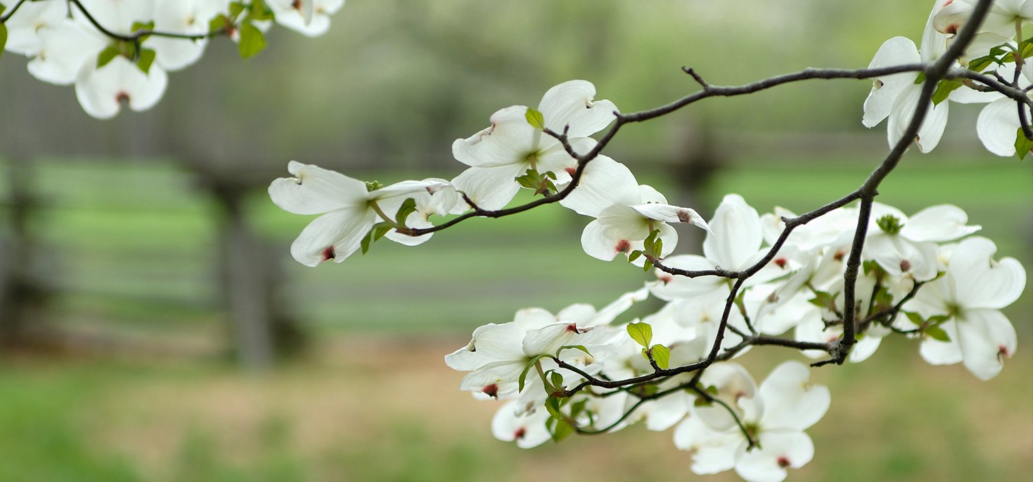 Reppert Funeral Home and Cremation Service Berea, KY