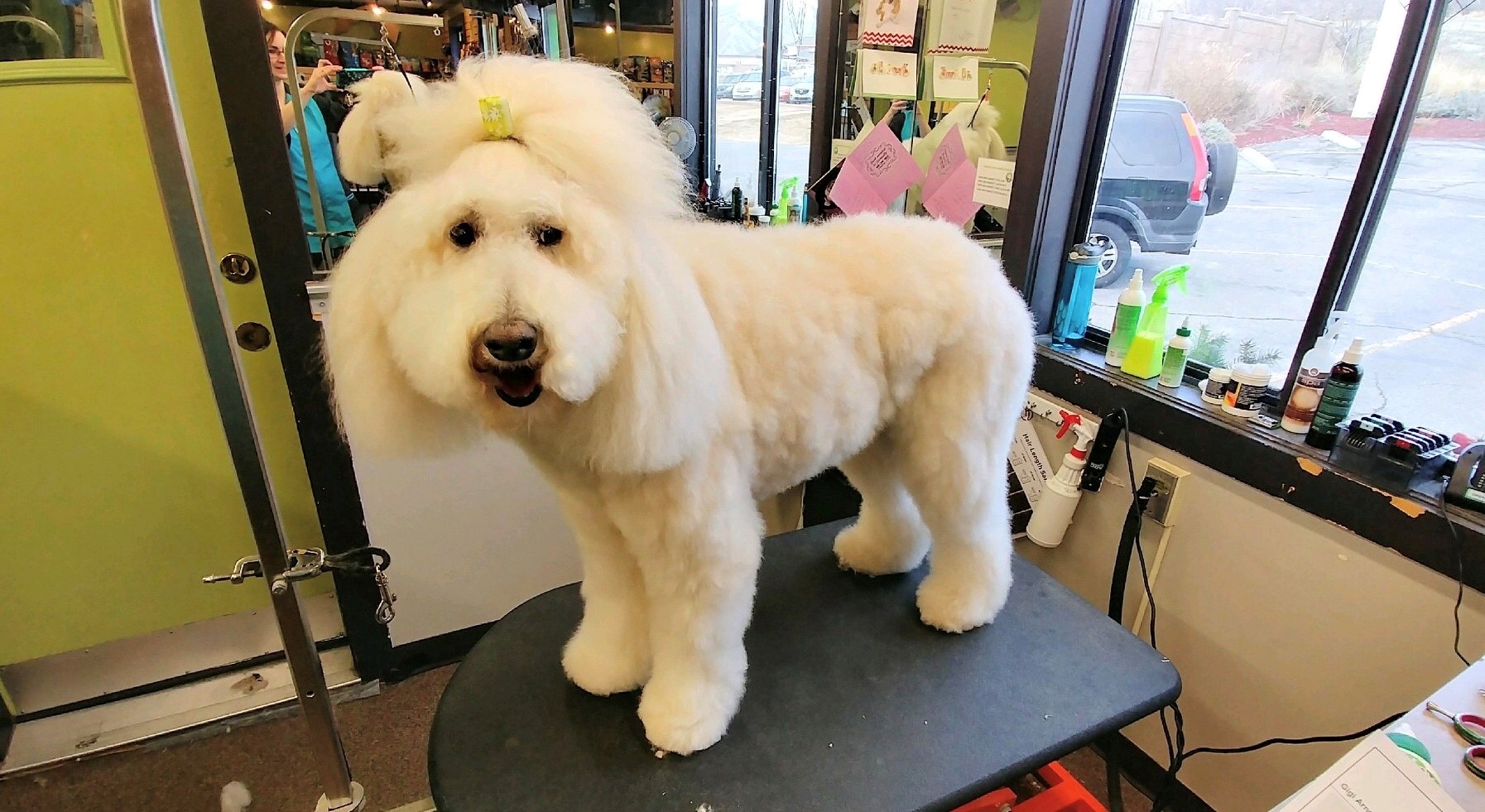 Utah's’ Top Rated Local® Pet Groomers Award Winner Idlewire Pet Care