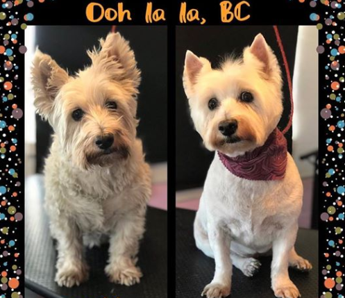 oh la la pet grooming