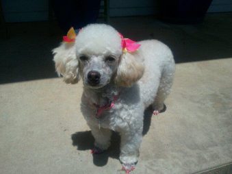 top rated pet groomers near me