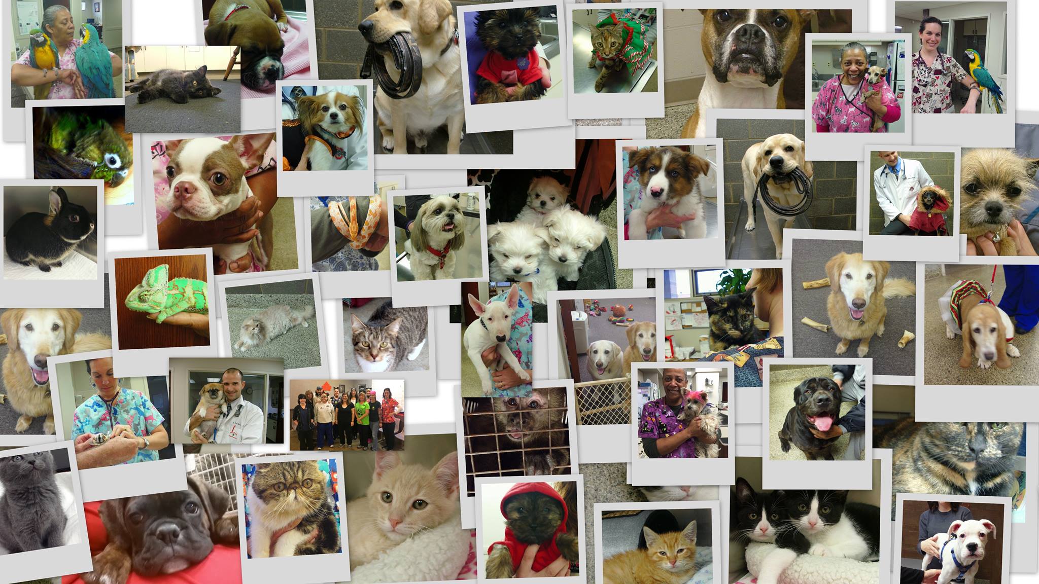 northridge veterinary