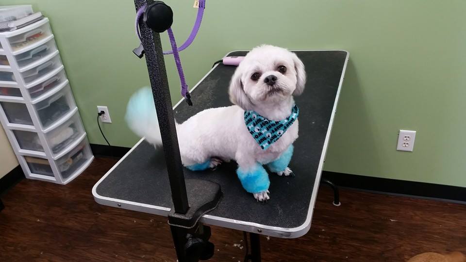top rated pet groomers near me