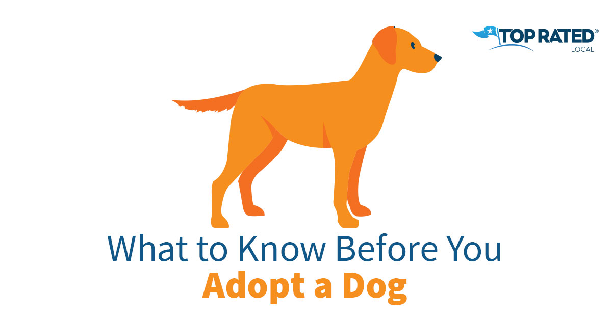 shelters near me that allow pets