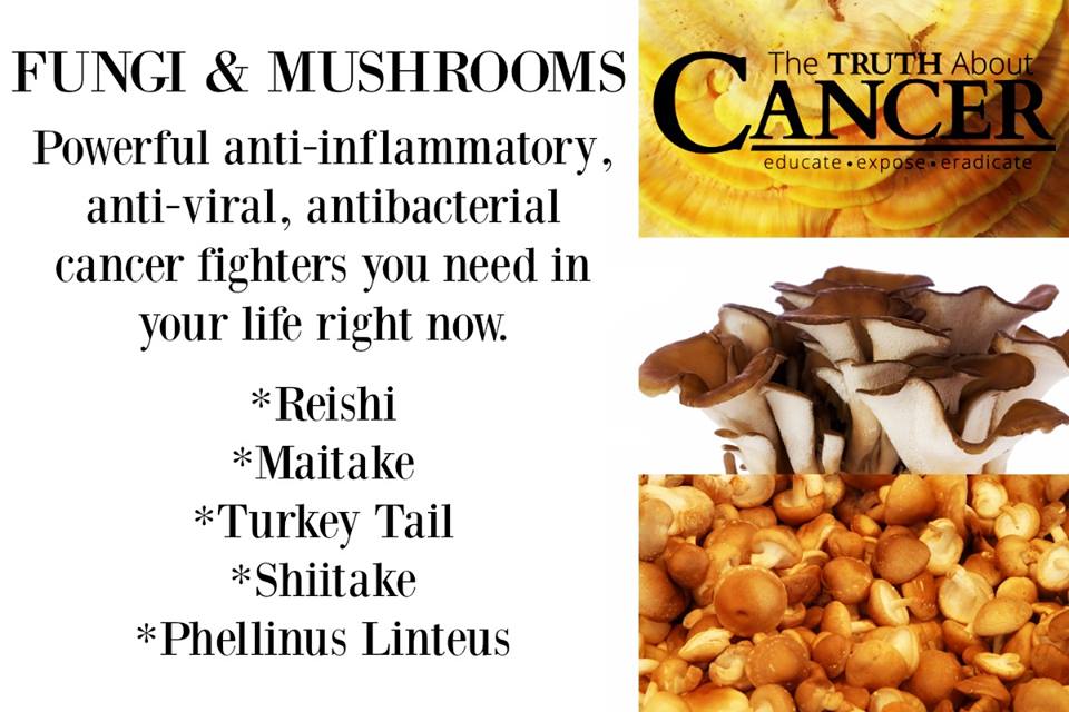 Avoid Cancer with Fungi and Mushrooms