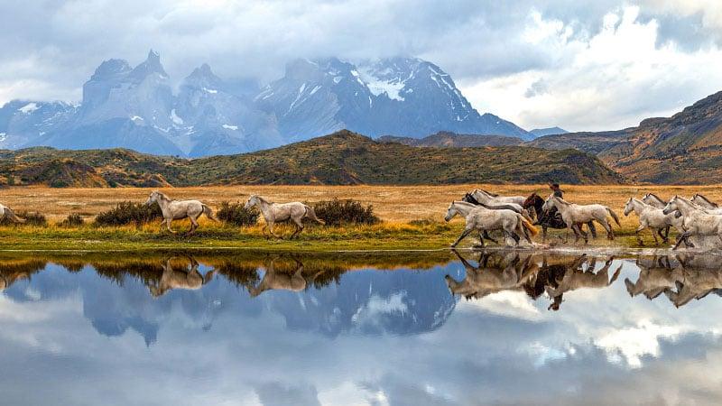 Wild Horses
