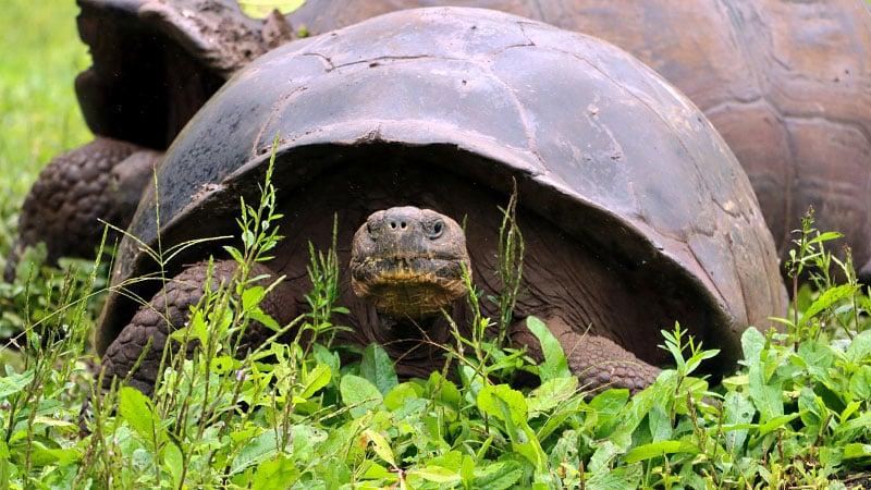 Tortoise