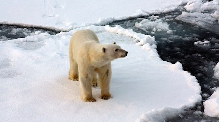 G Adventures 2026 - Arctic polar bear expedition