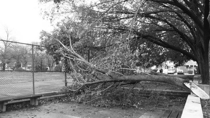 A branch of a tree near 11th Street and Cecil B. Moore Avenue split off during Hurricane Sandy. The branch remained on its side Tuesday, Oct. 30. | ALI WATKINS / TTN A branch of a tree near 11th Street and Cecil B. Moore Avenue split off during Hurricane Sandy. The branch remained on its side Tuesday, Oct. 30. | ALI WATKINS / TTN