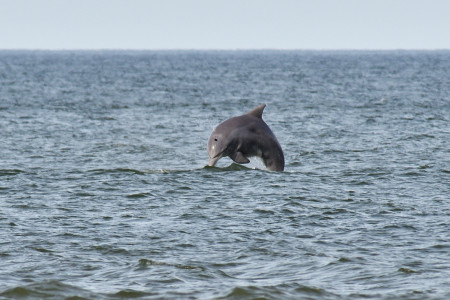 Foto: Fotos de acá - La Paloma