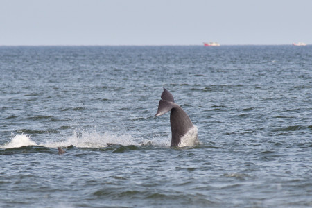 Foto: Fotos de acá - La Paloma
