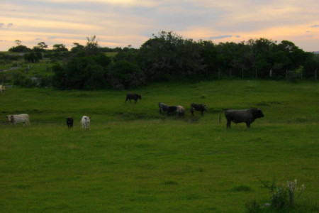 Ganado criollo - Parque San Miguel