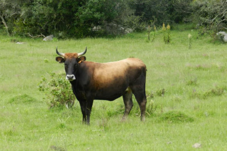 Ganado criollo - Parque San Miguel