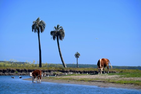 Palmares de Rocha sobre arroyo Valizas