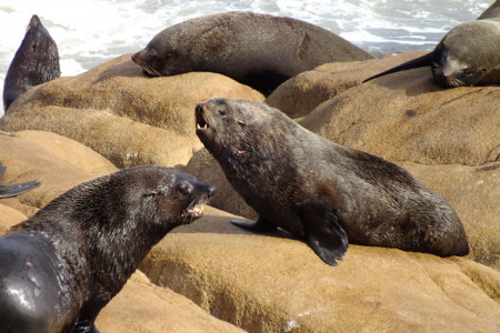 Parque Nacional Cabo Polonio | Área Protegida en Rocha, Uruguay