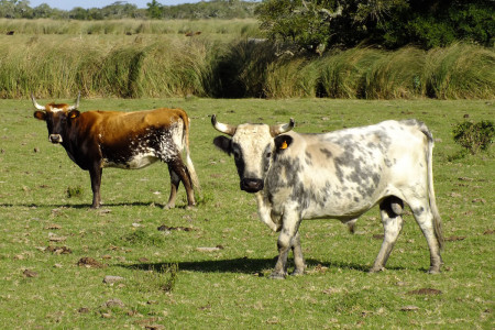 Parque Nacional San Miguel | Área Protegida en Rocha, Uruguay
