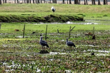 Chajáes en el Bañado de Los Indios
