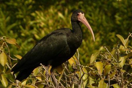 Cuervillo de cara pelada