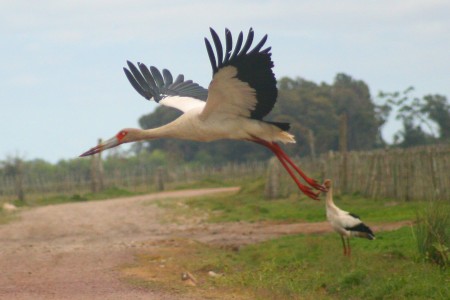 Cigüeña común / americana