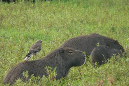 Observación de fauna autóctona