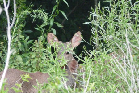 Observación de fauna