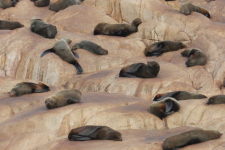 Colonia de lobos en Cabo Polonio