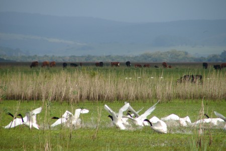 Cisnes de cuello negro en la laguna de Castillos