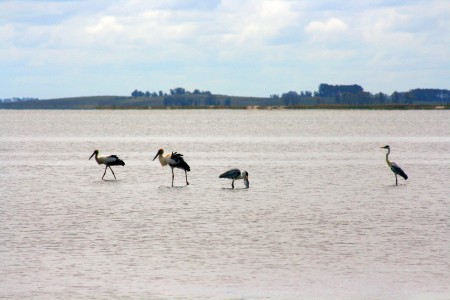 Circuito 1: Laguna de Rocha