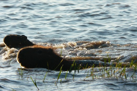 Circuito 3: Laguna Negra
