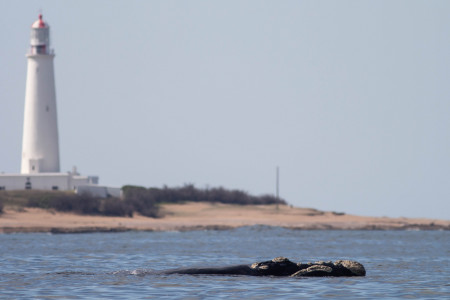 Avistamiento de ballenas en las playas de La Paloma - Foto: Leandro Borba