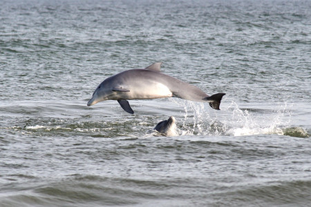 Avistamiento de delfines en las playas de La Paloma - Foto: Leandro Borba