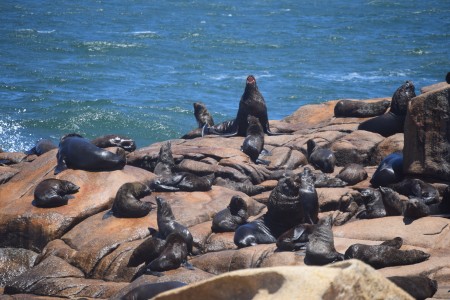 Reserva de lobos marinos