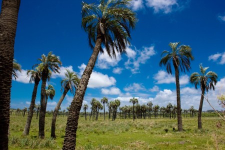 Palmares de Castillos
