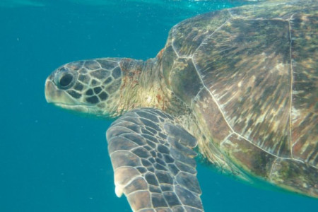 Exploradores del Mar - Tortugas marinas en La Paloma