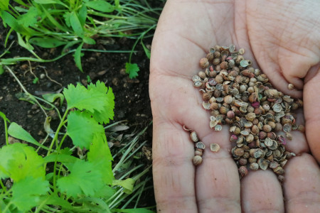 6ta. Edición Sembrando Hogares Verdes en Rocha