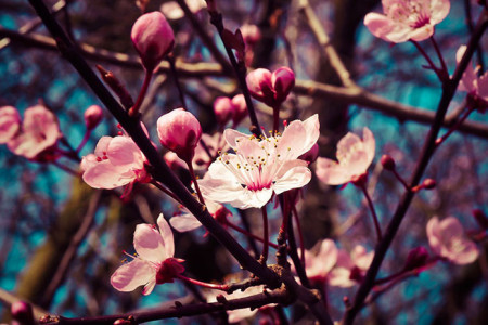 Música en Primavera en 18 de Julio