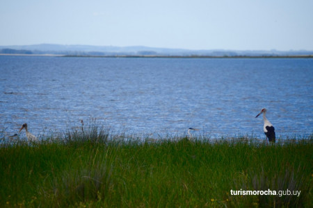 Festival - 10 años Cocina de la Barra en Rocha