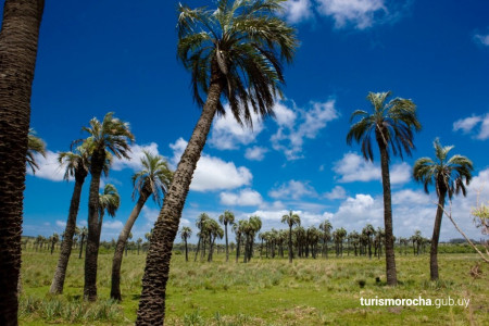 Butiá Tape Guasú te lleva al corazón del Palmar en Castillos