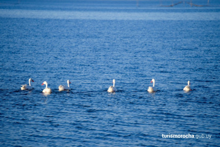 Observación de Aves en Rocha