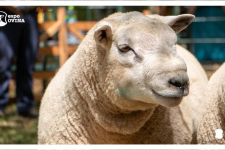 Expo Ovina 2026  en Castillos