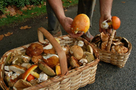 4ta. Edición FungiWeekend en Punta del Diablo