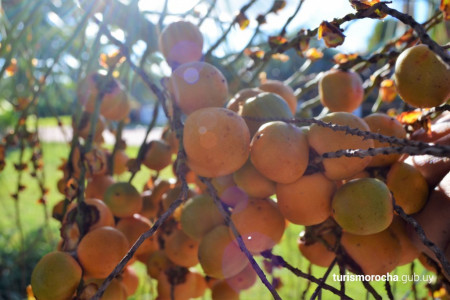 Festival Anual del Butiá en Castillos