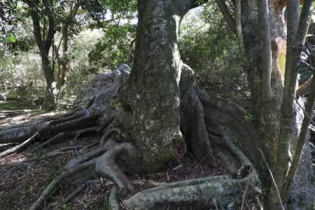 Paseo al Bosque de los Higuerones + Laguna Negra en Rocha