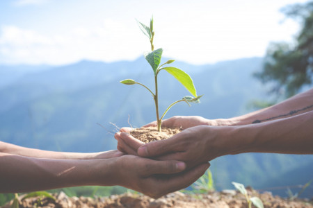 Edición Adopte un árbol en Chuy