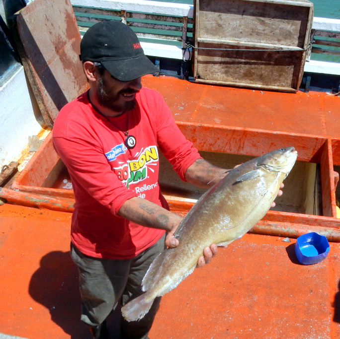 Br tola Un Pescado Blanco Con Una De Las Carnes M s Sabrosas 