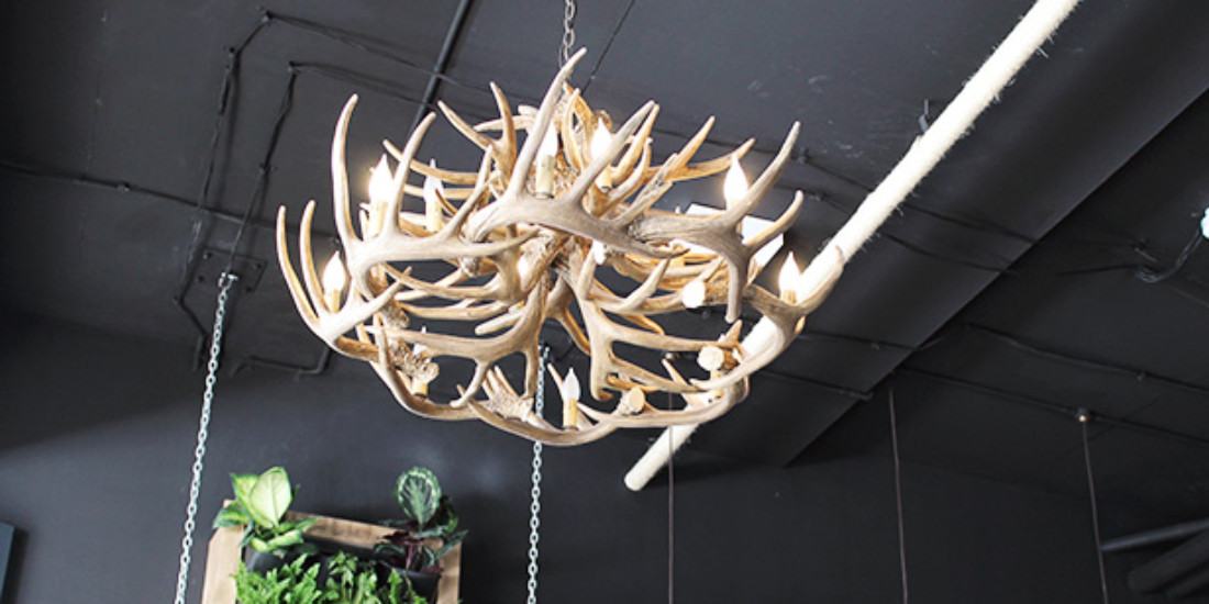 Moose & Gibson, Woolloongabba