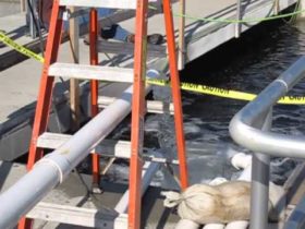 Grindex Submersible Dewatering Pump